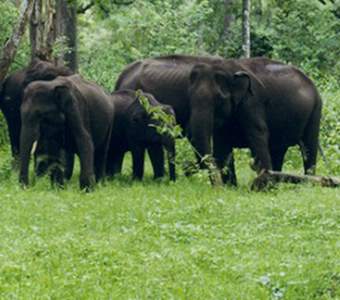 Skillstourism one day trip - elephants nagarahole national park